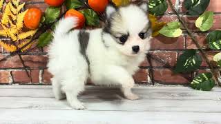 ハーフ犬の動画01