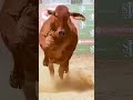 Gau Mata
