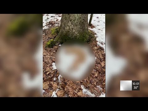 Dead dog found on Wolcott walking path sparks investigation