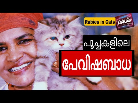 Know All About Rabies In Cats | Cat Diseases & Conditions @NANDAS pets&us