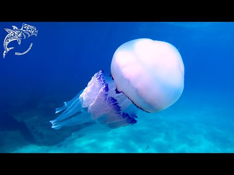 Rhizostoma pulmoについて詳しく解説