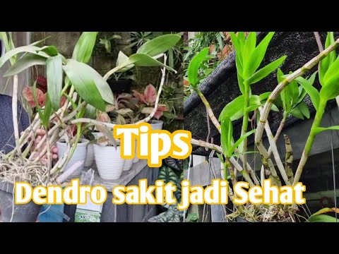 , title : 'Tips Merawat Anggrek Dendrobium Sakit Jadi Sehat.'