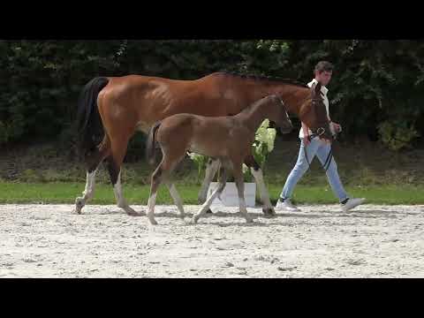 SIMPLY THE BEST DU MONT OLYMPE