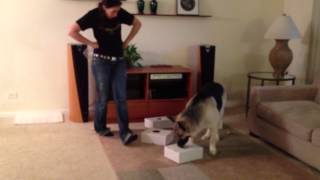 Tycho learning to ID birch and stay at source