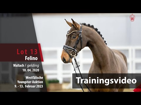 Youngster Online-Auktion Training Lot 13 Felino Wallach v. Fürst Samarant - Belissimo M