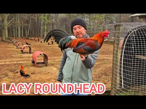 Juan Santos Lacy Roundhead Jeremy Chandler