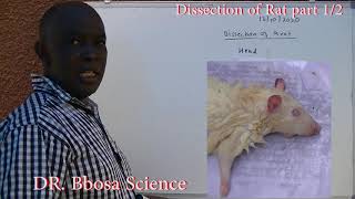 Dissection of rat part 1 of 2 (A-level biology)
