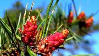 Jo joutui armas aika   Suvivirsi