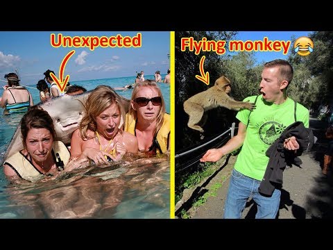 Animals Who Came To Join People Taking Pictures 😂 Video