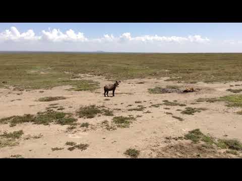 Hyenas-Tanzania