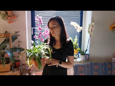 , title : 'Evergarden ananász gondozása, szaporítása'