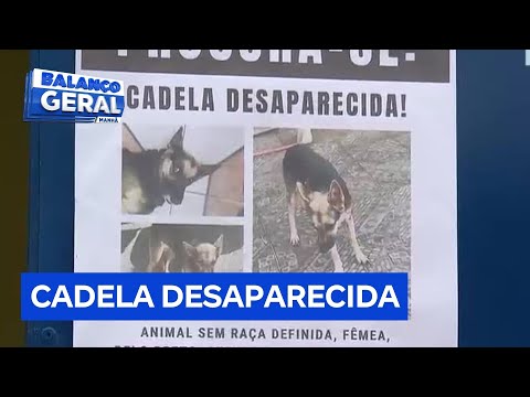 Cadela de 15 anos desaparece em São Vicente, litoral de São Paulo