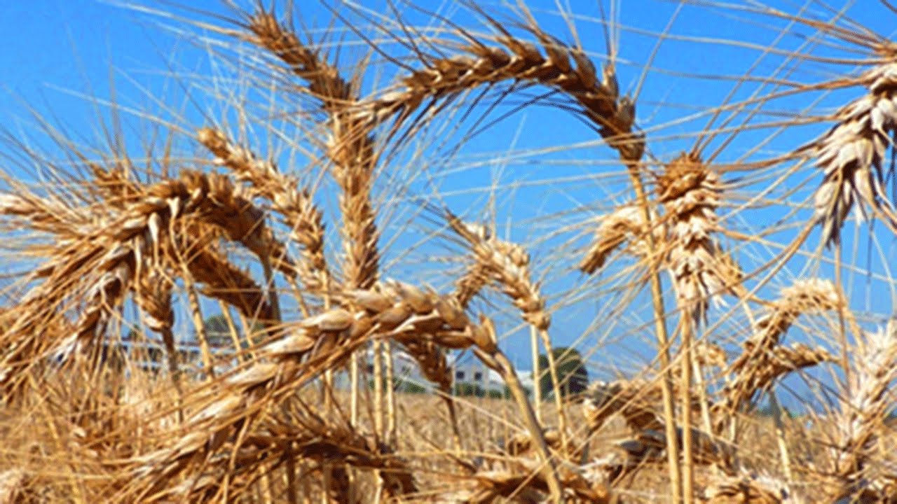 'Global food security: addressing the challenge' free online course on FutureLearn