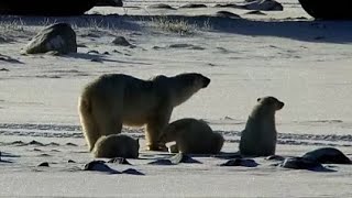 PBI LS - Polar bear triplets!