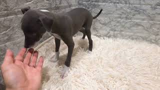 イタリアングレーハウンドの動画01