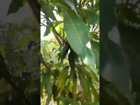 #guatemala#aldea plátanar#concepcion las minas # mi bella aldea