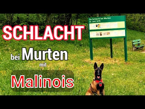 Die Schlacht bei Murten mit dem belgian Malinois erlebt! Achtung: Mein Hund erschrak. Authentisch!