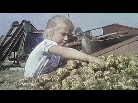Ярославская обл. Борьба за урожай 5.08.1990