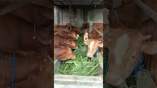 Download lagu SAPI PEDET MAKAN HIJAUAN-RUMPUT ODOT #peternaksapi #sapi #farm #breding #viralvideo #shorts mp3 Download lagu SAPI PEDET MAKAN HIJAUAN-RUMPUT ODOT #peternaksapi #sapi #farm #breding #viralvideo #shorts mp3