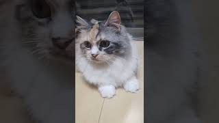 ねこ釣り。失敗。 #かわいい #cat #ねこ #ねこ動画