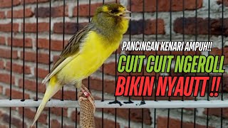 Download lagu SUARA Kenari GACOR PANJANG Pancingan & masteran Kenari Paud AGAR gacor AMPUH Kenari MACET bunyii mp3