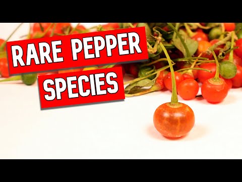 Two RARE Pepper Species (Capsicum rhomboideum & Capsicum flexuosum) - Weird Fruit Explorer