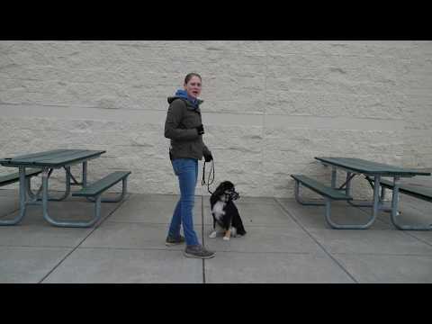 How to Build Trust With a Fearful, Anxious, Reactive, or Aggressive Dog