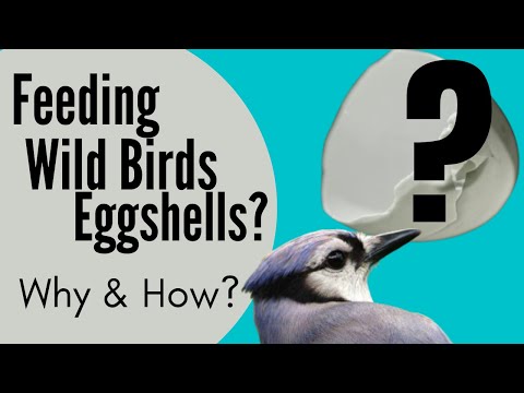 Feeding Wild Birds Chicken Eggshells