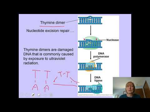 Chapter 16: DNA structure and replication - DNA repair, telomeres and packaging