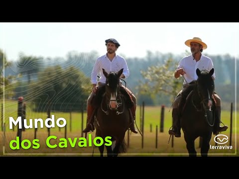 Conheça as conquistas e beleza da Cabanha Santa Fé, uma grande potência no Cavalo Crioulo