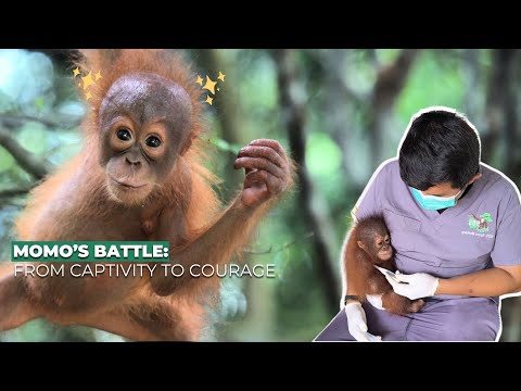 Meet Baby Orangutan Momo!