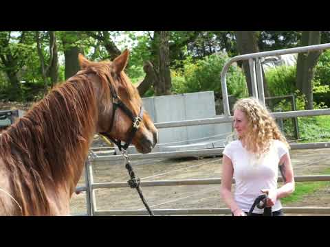 MUSTANG MAKEOVER 2018 Team Jessica (TAG 3935) - Update 2