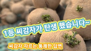 1등 씨감자가 탄생했습니다 씨감자 자르는 방법 감자농사 귀농귀촌 주말농장  텃밭 감자심는시기 방법