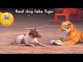 Dog Scared Of Fake Tiger Prank On Dog With Tiger Tiger And Dog Viral Video