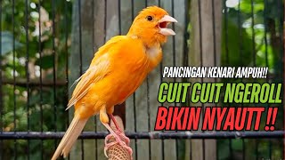 Download lagu SUARA Kenari GACOR PANJANG Pancingan & masteran Kenari Paud AGAR gacor AMPUH Kenari MACET bunyii mp3 Download lagu SUARA Kenari GACOR PANJANG Pancingan & masteran Kenari Paud AGAR gacor AMPUH Kenari MACET bunyii mp3