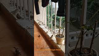 Nature evolve, started feeding 3 year ago now 50+ bird sparrow eat everday #shorts #askdushyant