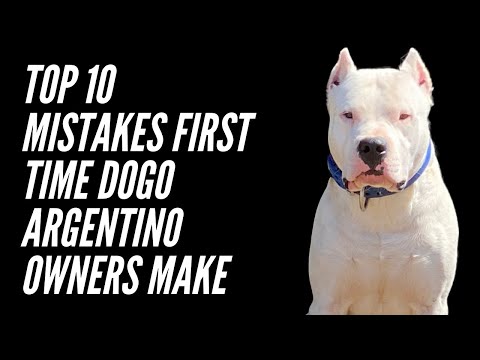 TOP TEN MISTAKES FIRST TIME DOGO ARGENTINO OWNERS MAKE