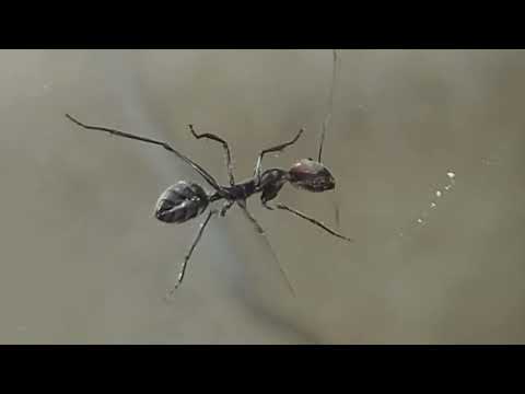 Camponotus singularis #1 Ameisen Comedy