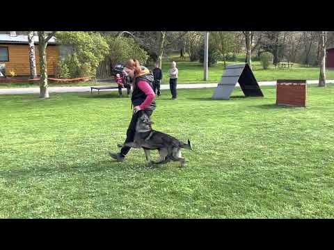 Koeniga z Jukasu - obedience - 6 months