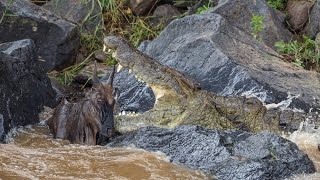Huge crocodile kills wildebeest