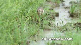 ジャワアカガシラサギ、今季初オジロトウネン(動画あり)