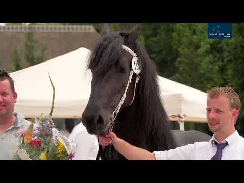 Fokdag Het Friesche Paard Midden Nederland 10-7-2021