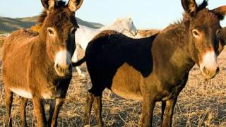 Romancillo de Mayo  Joan Manuel Serrat