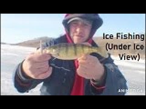 Ice Fishing (Under Ice View)