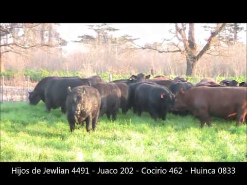 Cabaña San Roman - Rauch - Toros Remate 24/09/2015