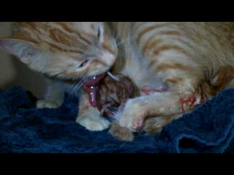 Pregnant Cat eating the placenta and umbilical cord from Kitten # 2