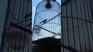 Download lagu glatik batu wucit suara 2 mp3 Download lagu glatik batu wucit suara 2 mp3