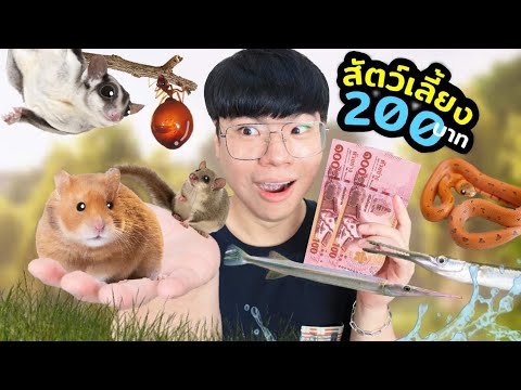 200 บาท หาซื้อสัตว์เลี้ยงได้มั้ย ตลาดสัตว์เลี้ยงจตุจักร