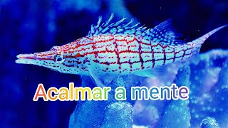 Acalme a mente/música relaxante.#acalmeamente #musicarelaxante #sonsquerelaxam