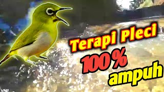 Download lagu terapi pleci suara air mengalir 100% ampuh mempercepat pleci buka paruh mp3